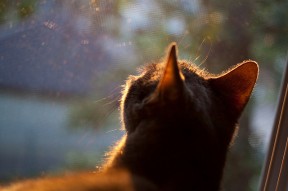 九游网页版官网入口-全国青少年足球“成长路径图”全面梳理，行业未来可期，青少年足球发展规划