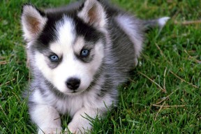 九游官网下载电脑版-_骑士年轻组合崭露头角，未来可期_，骑士jr