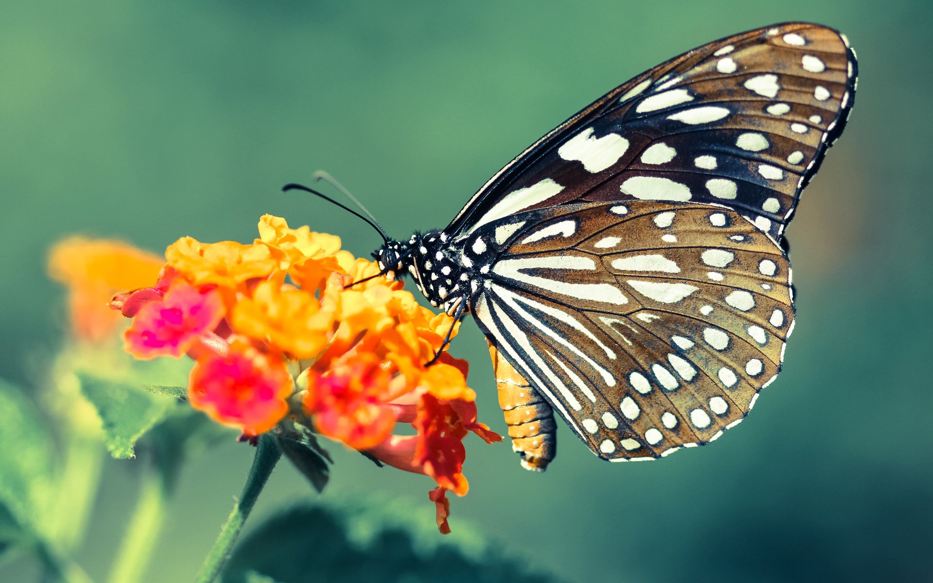【丁俊晖】攻守兼备：实现比赛中战术平衡的关键技巧，丁俊晖站位