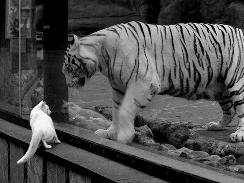 中国象棋协会发布2024年象棋发展规划，中国象棋改革方案